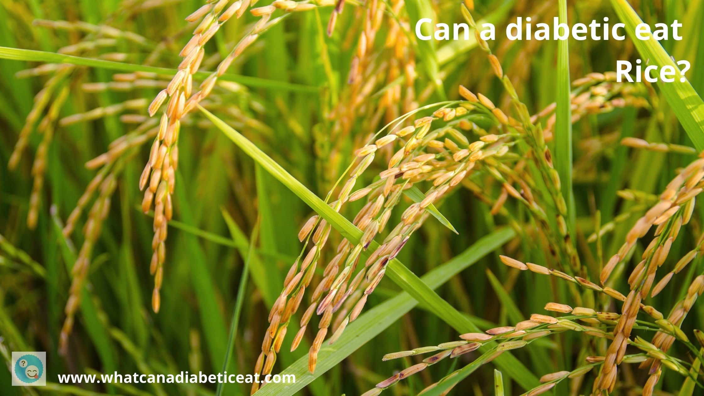 Can a diabetic eat Rice? Is rice high in sugar or carbohydrates?
