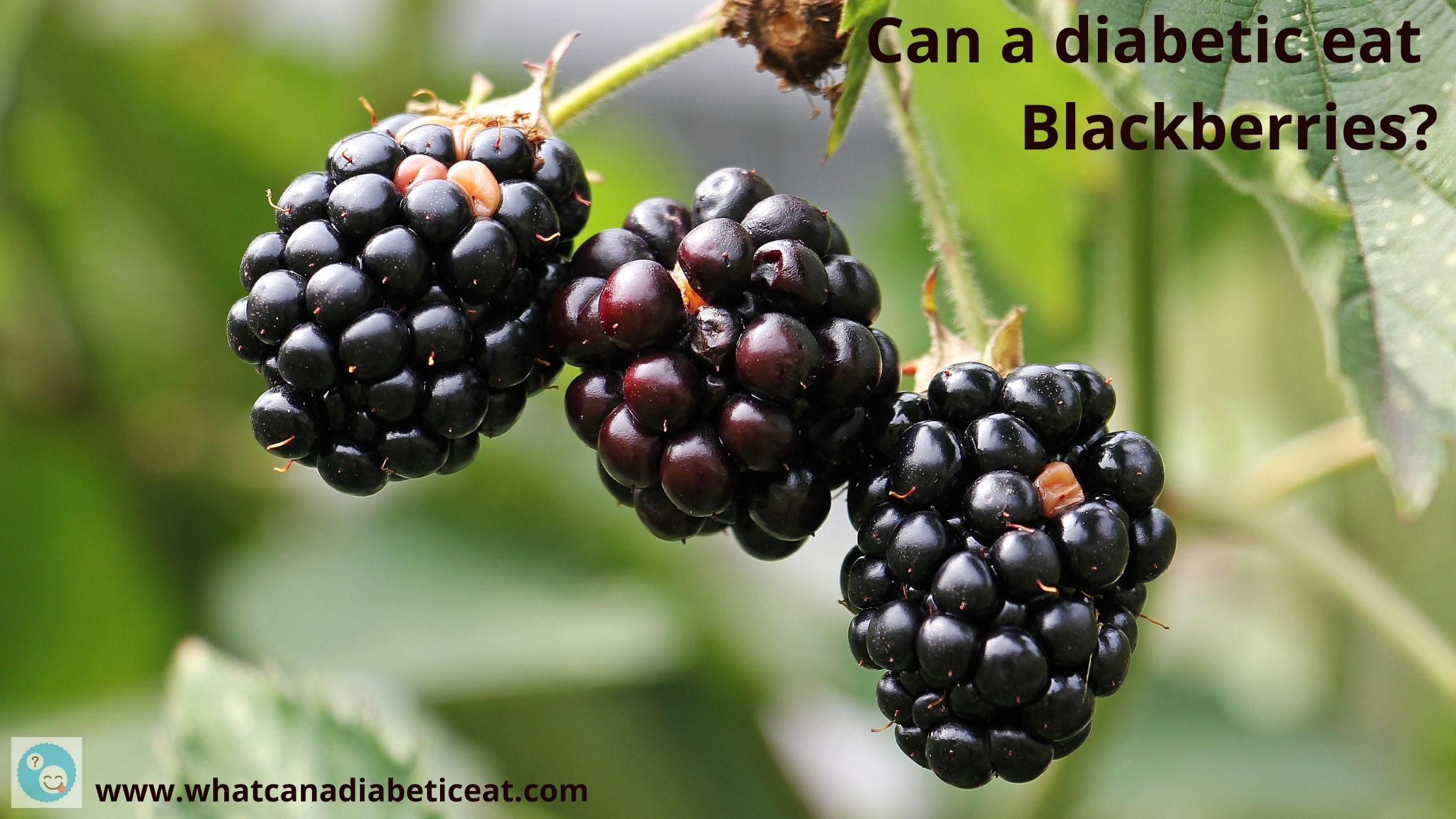 Can a diabetic eat blackberries? Are blackberries high in sugar?